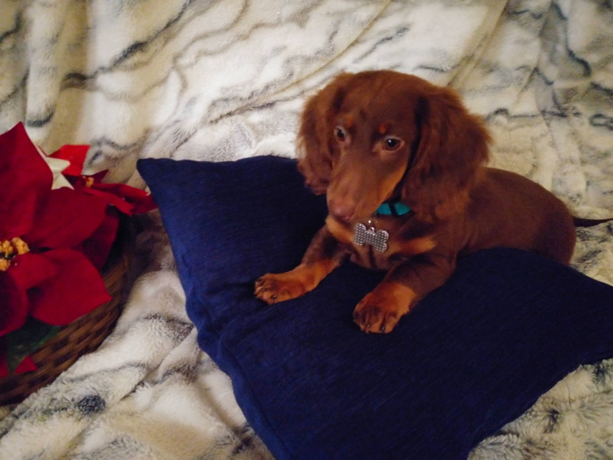 Franky joined the competition — help win amazing prizes! carnivore, comfort, companion_dog, dog, dog_breed, dog_supply, fawn, flooring, fur, gun_dog, hardwood, linens, liver, pillow, retriever, rose, snout, sporting_group, wood, working_animal