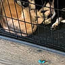 dog, crate, cage, sleeping, puppy, floor, toy, wooden_floor, black_and_white, tan_fur, pets, indoor, resting, animal, companion, cute, cozy, fur, peaceful, napping