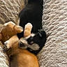Milo is registered to the contest to win money with this photo: puppies, dog, sleeping, cuddling, blanket, cozy, cute, fur, pets, animal, resting, snuggling, young, domestic, companions, indoor, soft, relaxing, friendship, adorable
