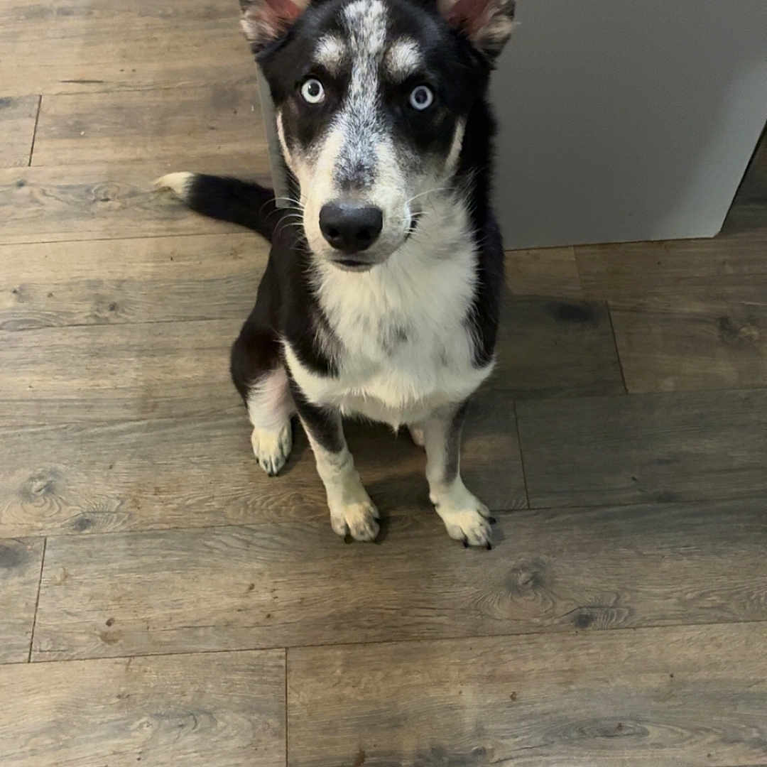 Milo