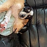 Milo is registered to the contest to win money with this photo: puppy, dog, sleeping, couch, leather, snuggling, pet, animal, cute, cozy, resting, fur, indoor, relaxing, companion, friendship, home, black, tan, white