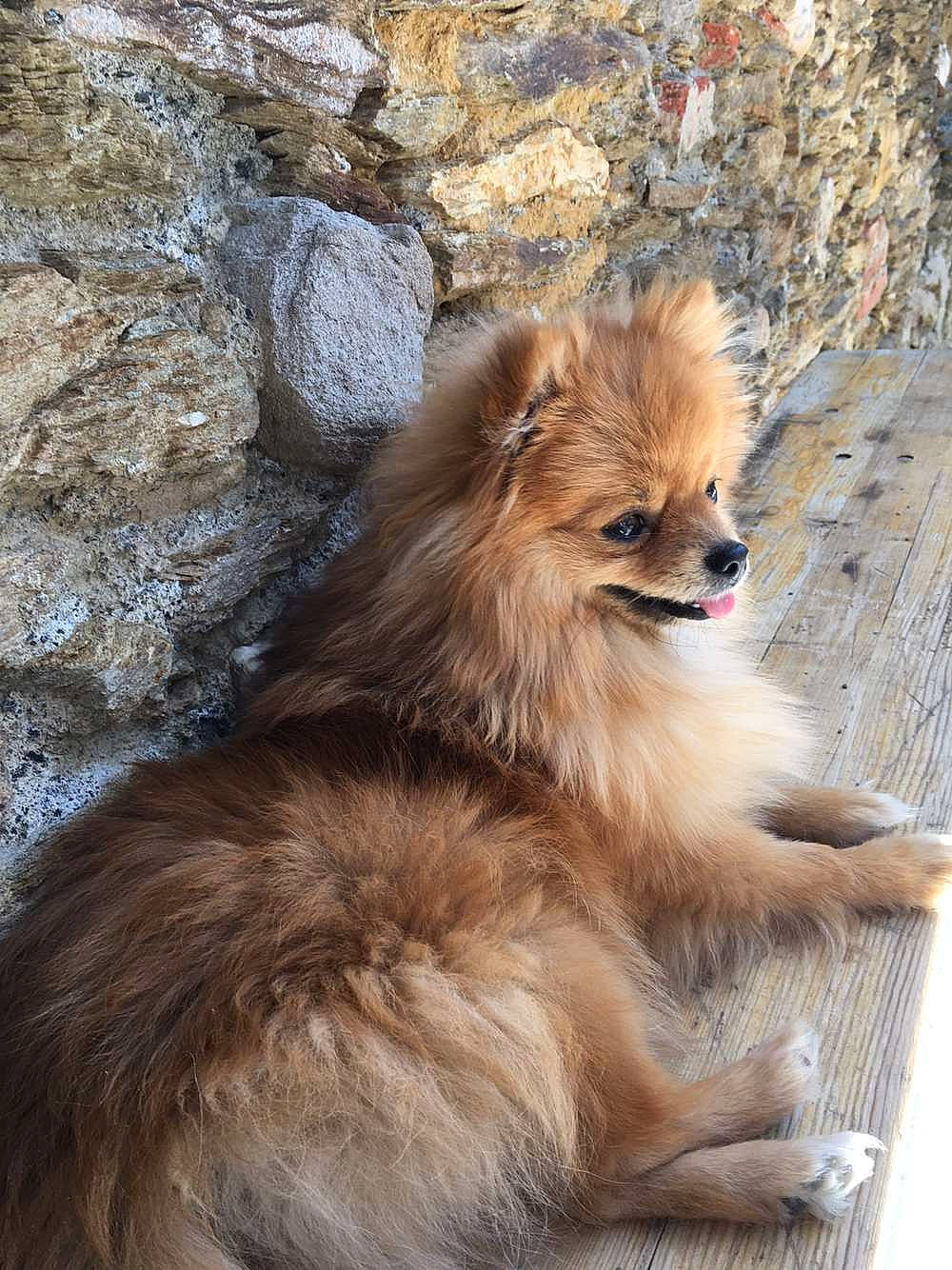 Shana a rejoint le concours — aidez-le/la à gagner de superbes lots ! bedrock, canidae, carnivore, companion_dog, dog, dog_breed, fawn, fur, german_spitz, german_spitz_klein, german_spitz_mittel, liver, spitz, sporting_group, terrestrial_animal, toy_dog, volpino_italiano, whiskers, wildlife, working_animal