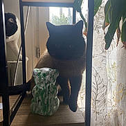 Nounours a rejoint le concours — aidez-le/la à gagner de superbes lots ! cat, window, curtains, glass_figurine, shelf, plant, decor, indoor, shadow, pet, feline, wood, flower, light, animal, home, curious, black_cat, white_cat, figure