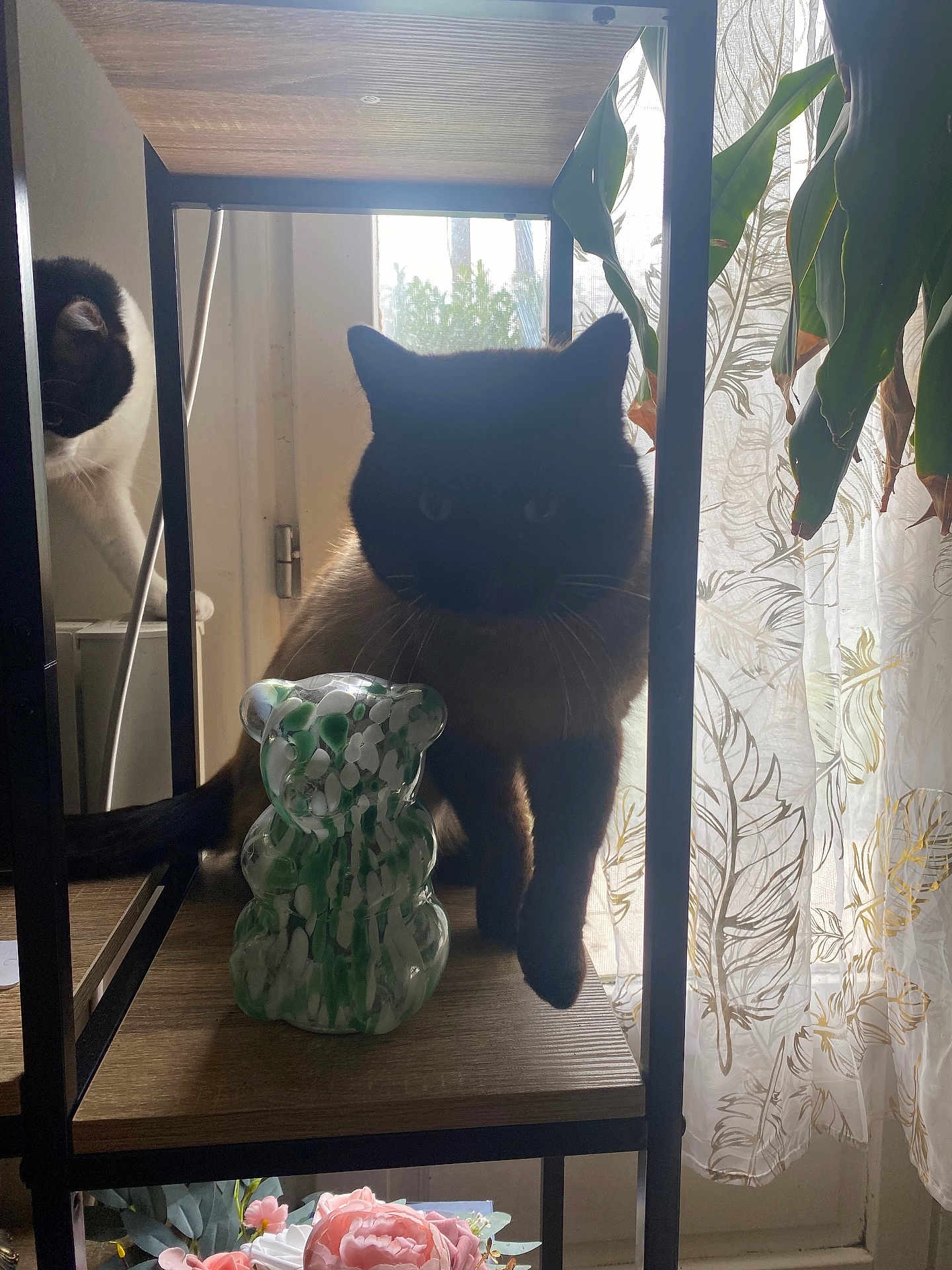 Nounours a rejoint le concours — aidez-le/la à gagner de superbes lots ! cat, window, curtains, glass_figurine, shelf, plant, decor, indoor, shadow, pet, feline, wood, flower, light, animal, home, curious, black_cat, white_cat, figure