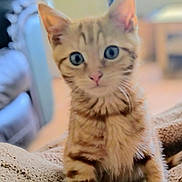 Max joined the competition — help win amazing prizes! animal, blanket, blue_eyes, cat, closeup, cozy, curious, cute, feline, fur, home, indoor, kitten, orange_tabby, paws, pet, portrait, sitting, whiskers, young