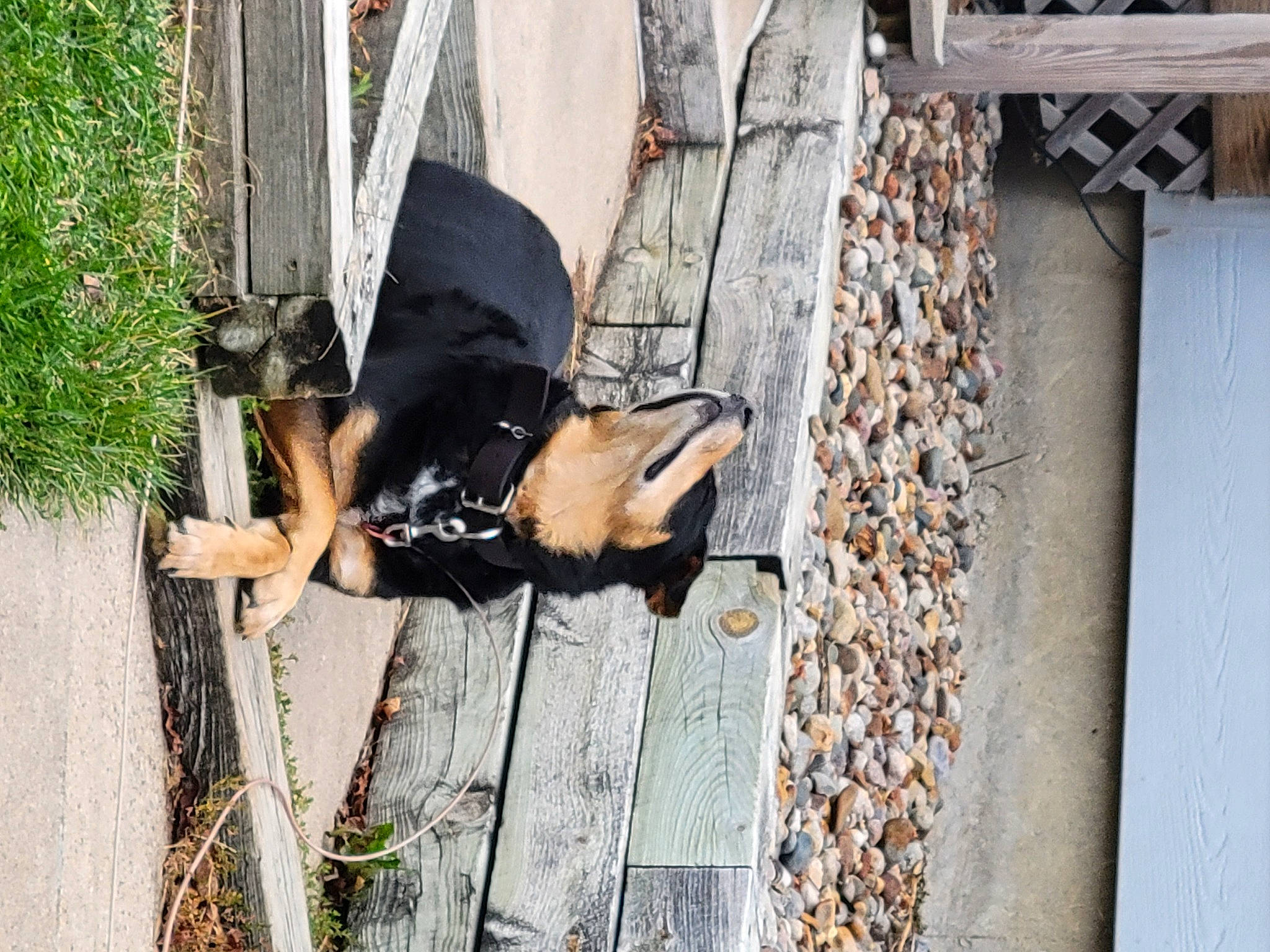 Hooch joined the competition — help win amazing prizes! dress, facade, grass, guard_dog, house, leisure, plant, shadow, street, thigh, tree, waist, window, wood