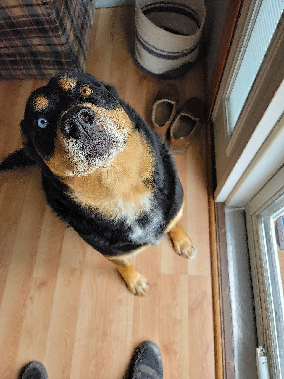 Hooch joined the competition — help win amazing prizes! canidae, carnivore, companion_dog, cup, dog, dog_breed, fawn, flooring, foot, fur, hardwood, kitchen_appliance, serveware, snout, sporting_group, terrestrial_animal, walking_shoe, whiskers, wood, working_animal