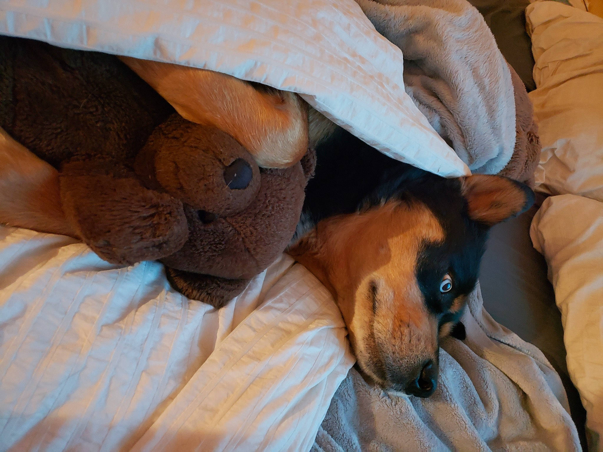 Hooch joined the competition — help win amazing prizes! bed, bedding, canidae, carnivore, comfort, companion_dog, couch, dog, dog_breed, ear, fawn, fur, linens, paw, snout, sporting_group, textile, toy_dog, whiskers, working_animal