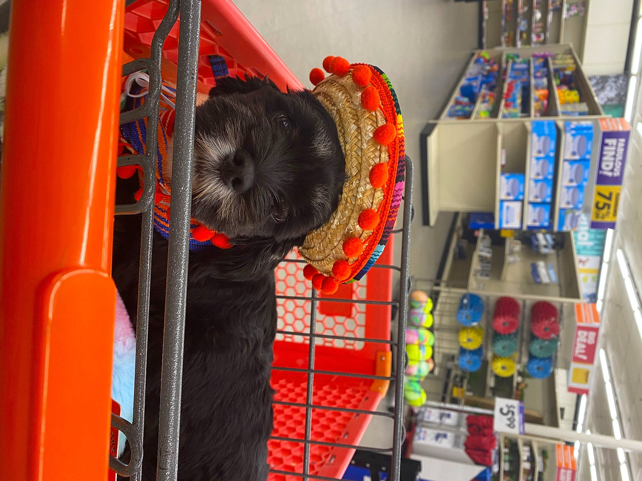 Bailey joined the competition — help win amazing prizes! auto_part, automotive_tire, automotive_wheel_system, box, closet, convenience_store, fun, gas, machine, motor_vehicle, personal_protective_equipment, plastic, retail, rim, room, service, shelf, shelving, tire, wheel