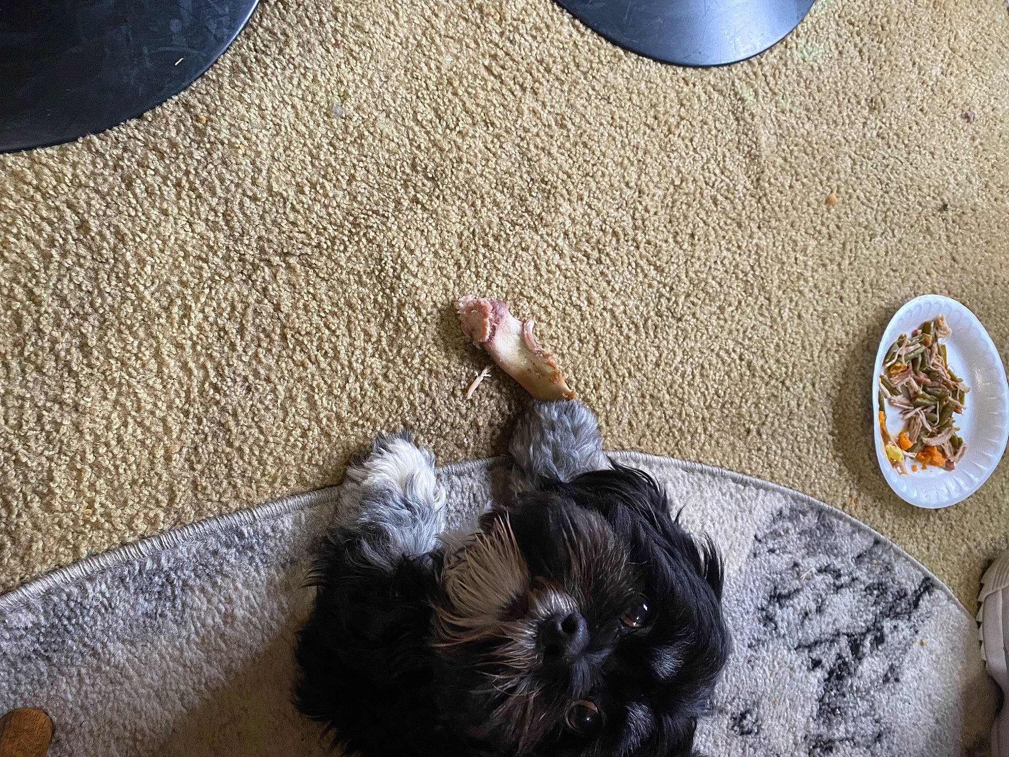 Bailey joined the competition — help win amazing prizes! asphalt, circle, comfort, companion_dog, dog_breed, flooring, foot, fur, human_leg, linens, road_surface, rock, room, sand, shadow, soil, tail, toy, toy_dog, wood