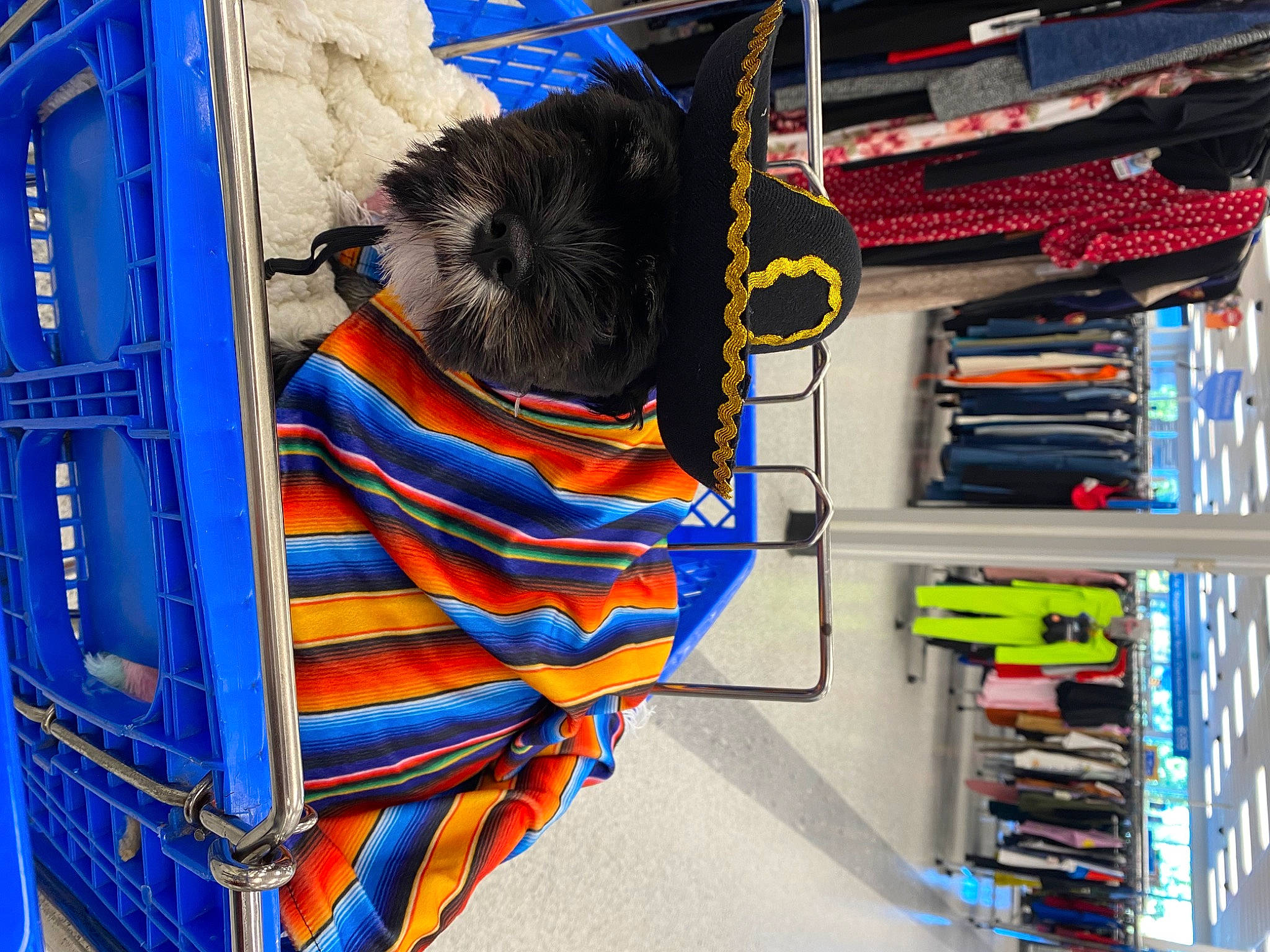 Bailey joined the competition — help win amazing prizes! blue, bookcase, collection, dog, electric_blue, fun, machine, pattern, plastic, publication, retail, room, shelf, shelving, t_shirt, textile, thread, visual_arts