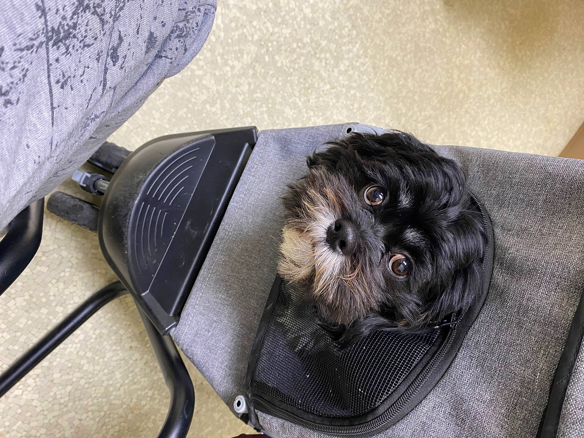 Bailey is registered to the contest to win money with this photo: auto_part, automotive_tire, bag, baggage, canidae, carnivore, comfort, companion_dog, dog, dog_breed, fashion_accessory, fender, fur, grey, personal_protective_equipment, snout, sporting_group, toy_dog, vehicle_door, working_animal