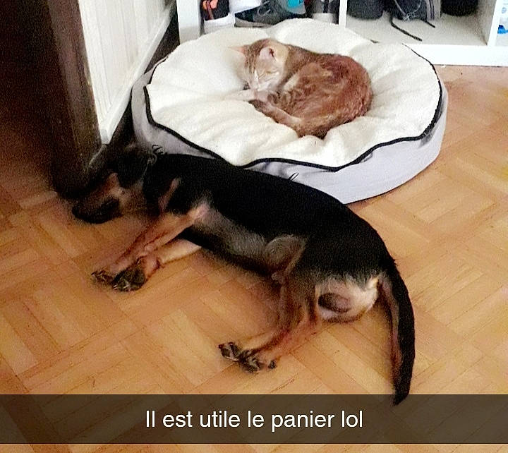 Rouky participe au concours pour gagner de l'argent avec cette photo : canidae, carnivore, cat, companion_dog, dog, dog_breed, ear, felidae, floor, flooring, fur, german_shepherd_dog, nap, paw, photo_caption, puppy, small_to_medium_sized_cats, sporting_group, tail, wood