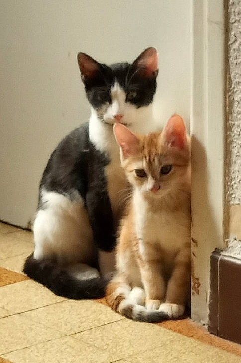 Rouky a rejoint le concours — aidez-le/la à gagner de superbes lots ! aegean_cat, american_wirehair, arabian_mau, asian, carnivore, cat, domestic_short_haired_cat, european_shorthair, fawn, felidae, kitten, mammal, paw, polydactyl_cat, small_to_medium_sized_cats, snout, tabby_cat, vertebrate, whiskers