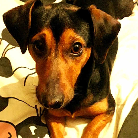 Pépère
