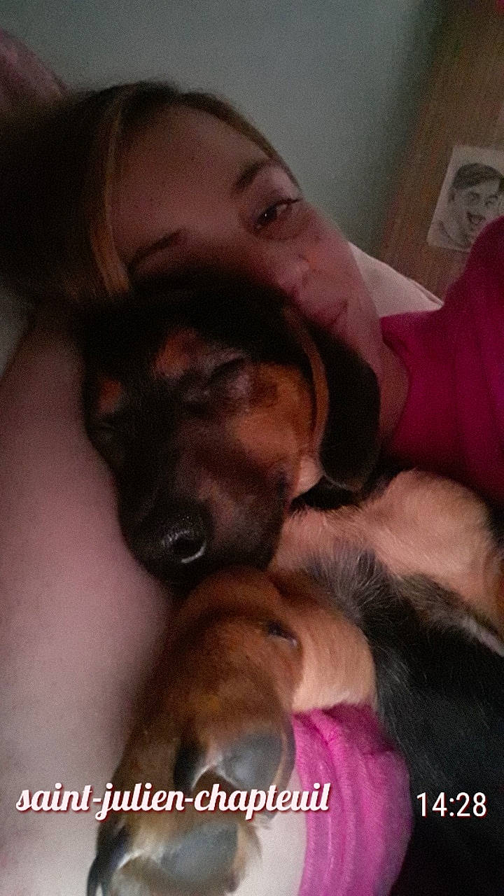 Pépère a rejoint le concours — aidez-le/la à gagner de superbes lots ! carnivore, chest, comfort, companion_dog, dog, dog_breed, ear, fawn, fun, gesture, happy, jaw, mouth, muscle, nose, purple, selfie, smile, snout, sporting_group