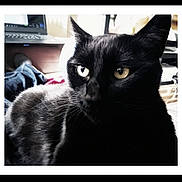 Calypso a rejoint le concours — aidez-le/la à gagner de superbes lots ! asian, black, black_and_white, black_cat, bombay, carnivore, cat, domestic_short_haired_cat, ear, eye, felidae, fur, mammal, photo_caption, photography, sky, small_to_medium_sized_cats, snapshot, snout, whiskers