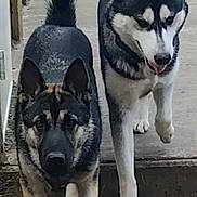 Gaïa participe au concours pour gagner de l'argent avec cette photo : animal, canine, closeup, concrete, daylight, dog, ears, fur, german_shepherd, grass, muzzle, outdoor, path, paw, pet, siberian_husky, sidewalk, tail, two_dogs, walking