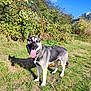 Gaïa participe au concours pour gagner de l'argent avec cette photo : animal, blue_sky, canine, daylight, dog, ears, fur, german_shepherd, grass, greenery, happy, leash, mammal, nature, outdoor, pet, shadow, standing, sunny, tongue_out