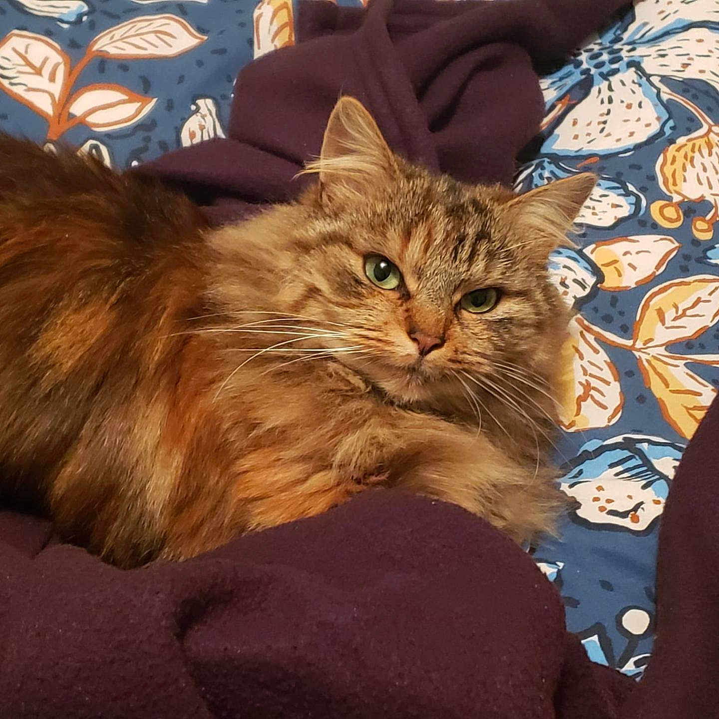 Lidy Virolle participe au concours pour gagner de l'argent avec cette photo : animal, blanket, cat, closeup, cozy, cute, domestic, fluffy, fur, green_eyes, indoor, lying_down, mammal, patterned, pet, purple_fabric, relaxed, resting, tabby, whiskers
