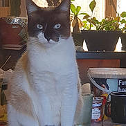 Moustik participe au concours pour gagner de l'argent avec cette photo : cat, animal, pet, indoor, table, plant, houseplant, container, cup, furniture, domestic, fur, whiskers, tail, window, light, decor, sitting, closeup, mammal