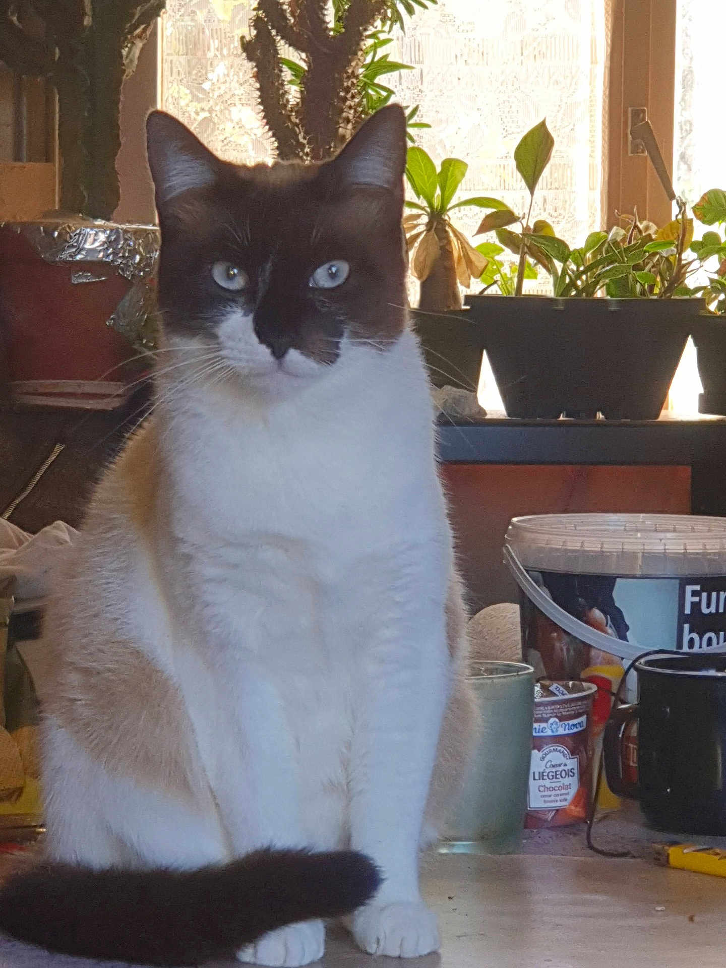 Moustik participe au concours pour gagner de l'argent avec cette photo : cat, animal, pet, indoor, table, plant, houseplant, container, cup, furniture, domestic, fur, whiskers, tail, window, light, decor, sitting, closeup, mammal