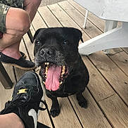 Shadow a rejoint le concours — aidez-le/la à gagner de superbes lots ! dog, black_dog, tongue, teeth, wooden_deck, shoe, sneaker, person, leg, camo_shorts, outdoor, table, white_table, happy, pet, canine, pavement, paw, closeup, playful