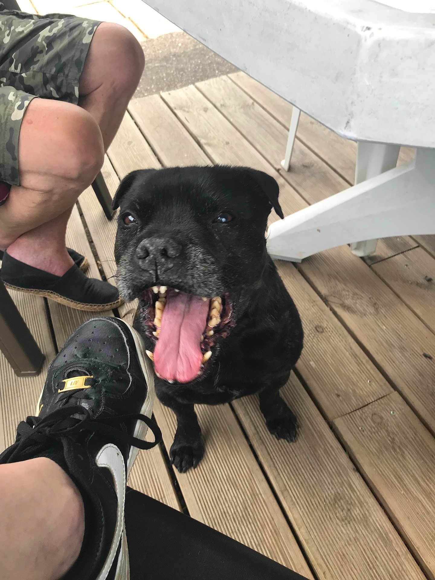 Shadow a rejoint le concours — aidez-le/la à gagner de superbes lots ! dog, black_dog, tongue, teeth, wooden_deck, shoe, sneaker, person, leg, camo_shorts, outdoor, table, white_table, happy, pet, canine, pavement, paw, closeup, playful