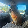 dog, golden_retriever, animal, car_interior, passenger_seat, dashboard, window, seat_cover, tongue_out, panting, sunlight, lens_flare, trees_outside, travel, road, upholstery, pet, canine, portrait, happy