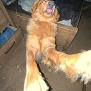 Buddy is registered to the contest to win money with this photo: dog, golden_retriever, indoor, bedroom, bed, carpet, furniture, paw, tongue, playful, pet, animal, canine, sleeping_area, blanket, wood, floor, curtain, messy, flash