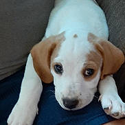 Brewster joined the competition — help win amazing prizes! adorable, animal, brown, close_up, companion, cute, dog, domestic_animal, ears, face, fur, indoor, lap, looking, paws, pet, puppy, resting, white, young