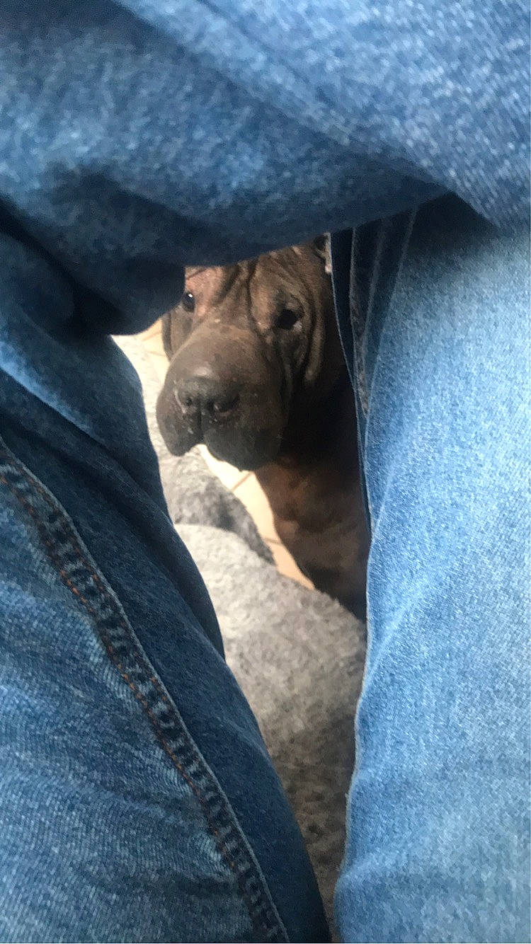 Hako a rejoint le concours — aidez-le/la à gagner de superbes lots ! blue, canidae, carnivore, cloud, comfort, companion_dog, denim, dog, dog_breed, electric_blue, fawn, fur, grey, human_leg, snout, sporting_group, tints_and_shades, tree, whiskers, working_animal