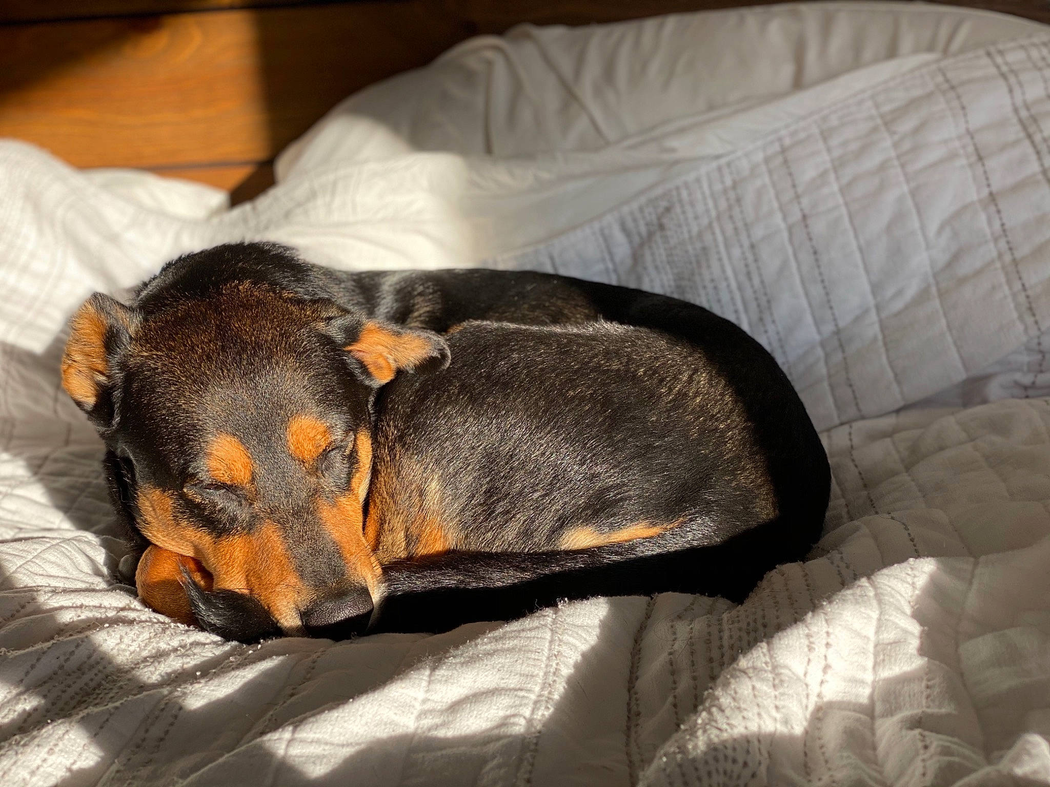 Teddy is registered to the contest to win money with this photo: bed, canidae, carnivore, comfort, companion_dog, dachshund, dog, dog_breed, dog_supply, hound, huntaway, linens, liver, non_sporting_group, pet_supply, snout, sporting_group, working_animal, working_dog