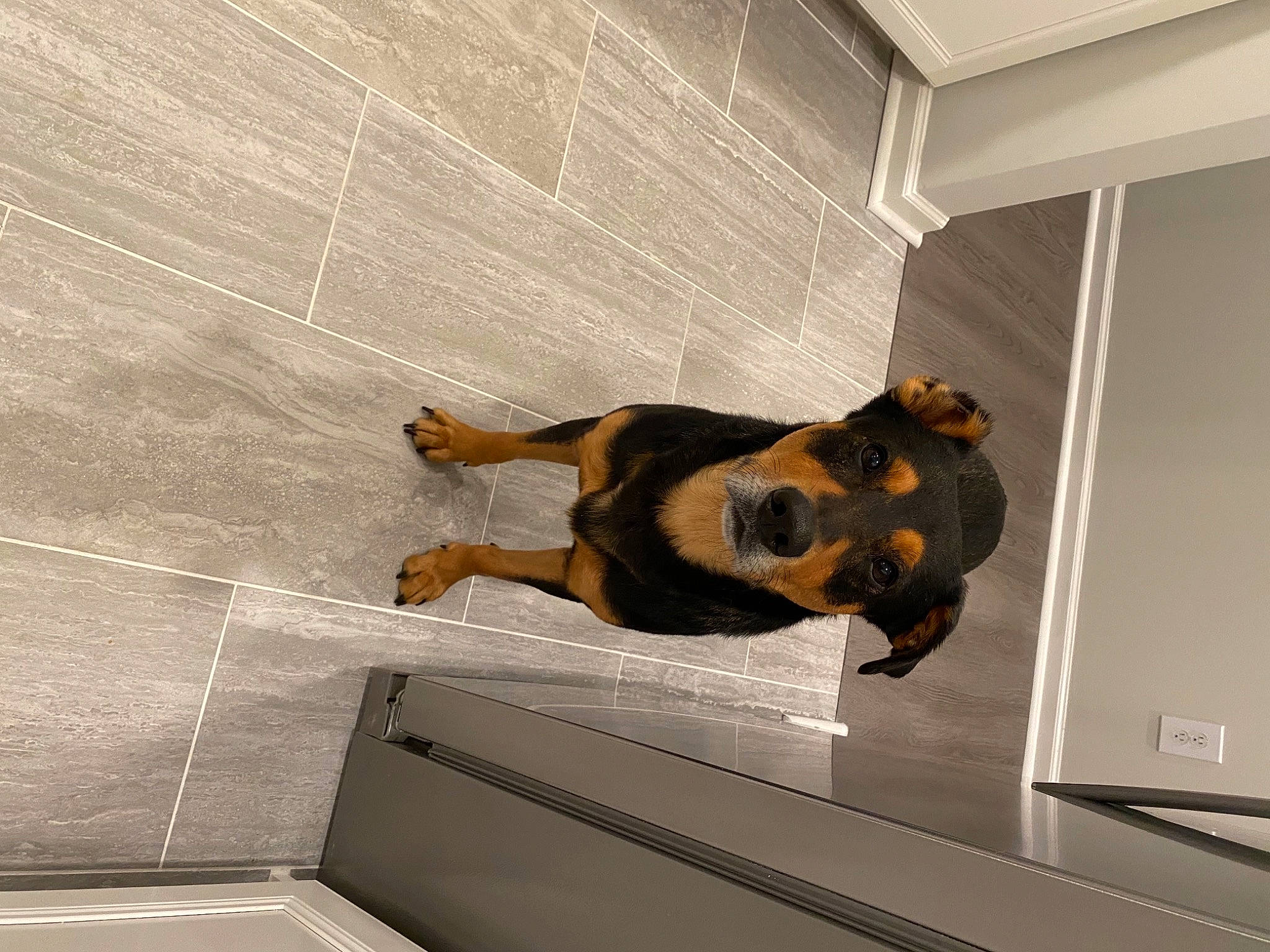 Teddy is registered to the contest to win money with this photo: canidae, carnivore, companion_dog, dog, dog_breed, floor, flooring, fur, guard_dog, snout, sporting_group, tail, tile, working_animal, working_dog