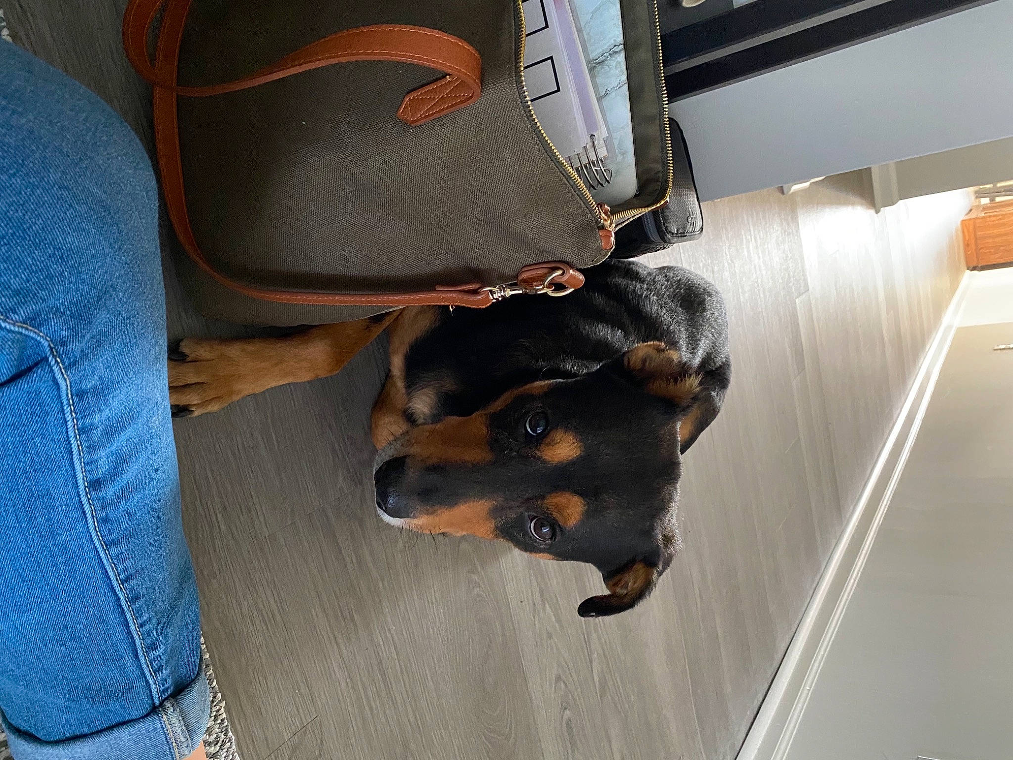 Teddy is registered to the contest to win money with this photo: canidae, carnivore, collar, comfort, companion_dog, denim, dog, dog_breed, guard_dog, jeans, leather, liver, pet_supply, pocket, snout, sporting_group, tan, vertebrate, working_animal, working_dog