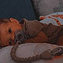 baby, babylaughing, bed, biting, blanket, cartoon, couch, electronics, face, furniture, happy, head, person, photography, portrait, smile