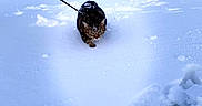 Pêche participe au concours pour gagner de l'argent avec cette photo : cat, tabby, snow, winter, outdoors, animal, pet, leash, walking, frost, cold, landscape, nature, snowdrifts, pawprints, fur, whiskers, ears, blue_sky, rural