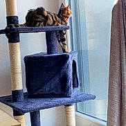 Pêche a rejoint le concours — aidez-le/la à gagner de superbes lots ! cat, tabby_cat, pet, animal, cat_tree, scratching_post, window, curtain, indoor, home, furniture, blue, perched, sitting, looking_outside, sunlight, cozy, pet_bed, cat_tunnel, vertical_photo