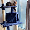 cat, tabby_cat, pet, animal, cat_tree, scratching_post, window, curtain, indoor, home, furniture, blue, perched, sitting, looking_outside, sunlight, cozy, pet_bed, cat_tunnel, vertical_photo