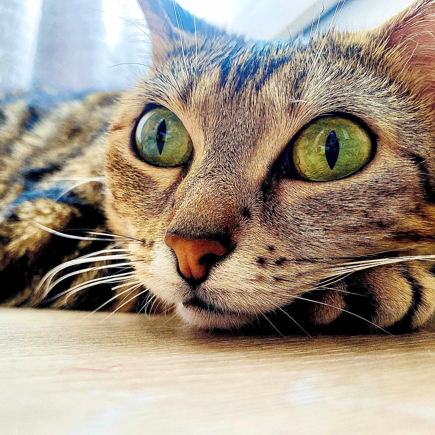 Pêche participe au concours pour gagner de l'argent avec cette photo : cat, tabby, green_eyes, close_up, portrait, whiskers, feline, lying_down, wooden_floor, indoor, pet, fur, striped_fur, nose, ears, staring, dramatic, photography, animal, home