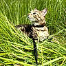 Pêche participe au concours pour gagner de l'argent avec cette photo : cat, tabby_cat, pet, animal, outdoors, grass, tall_grass, greenery, nature, wildlife, feline, collar, leash, sitting, lying_down, portrait, whiskers, ears, striped_fur, sunlight