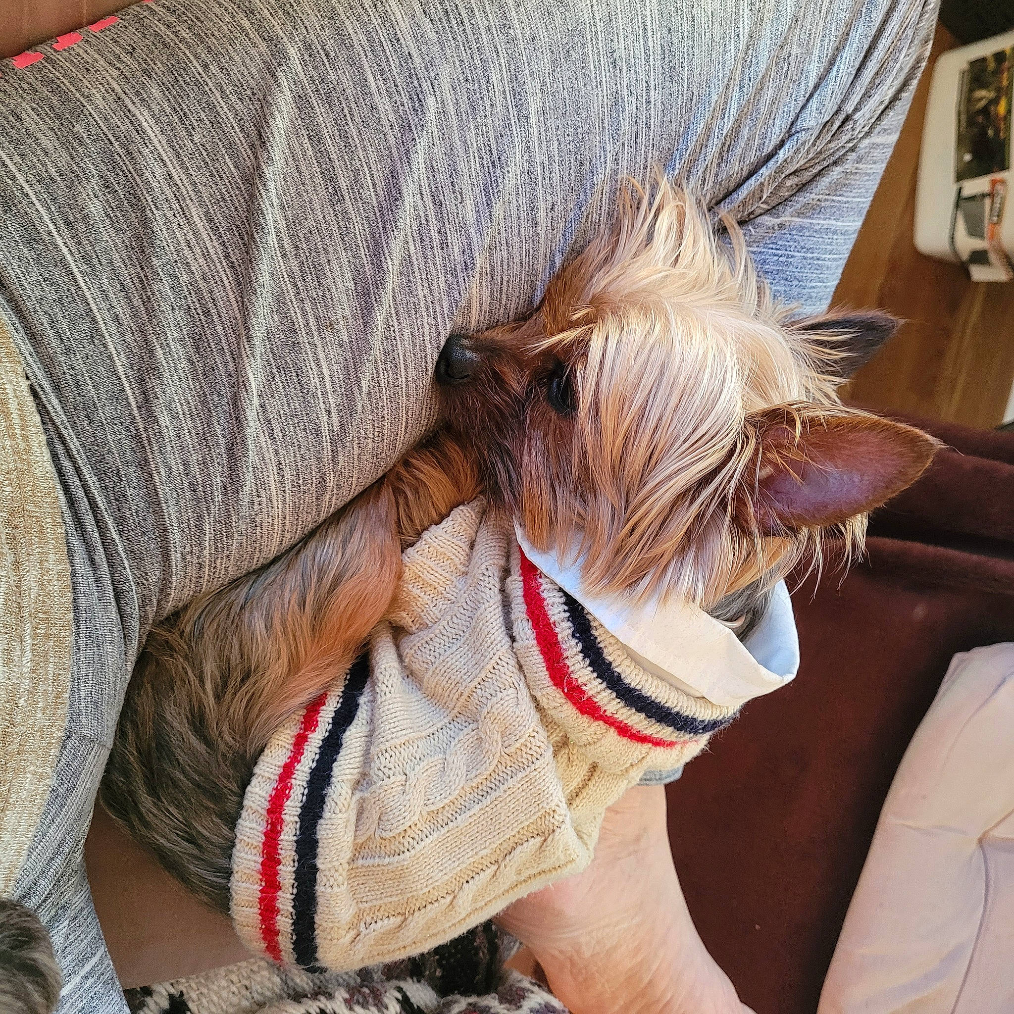 Cooper is registered to the contest to win money with this photo: canidae, carnivore, collar, comfort, companion_dog, dog, dog_breed, dog_clothes, dog_collar, dog_supply, eyewear, fawn, leash, liver, pet_supply, sleeve, snout, sporting_group, toy_dog, working_animal