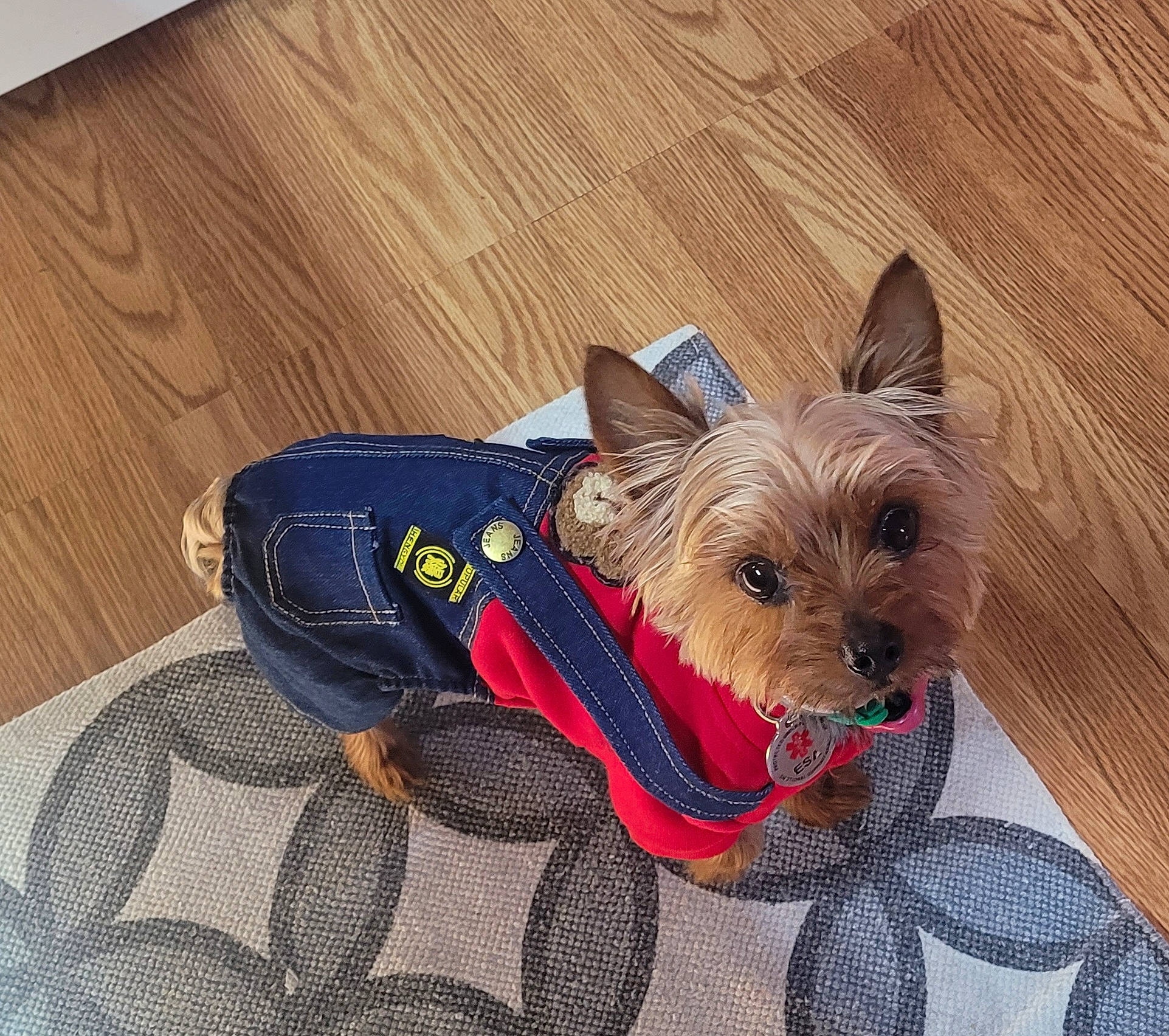 Cooper is registered to the contest to win money with this photo: canidae, carnivore, collar, companion_dog, dog, dog_breed, dog_supply, electric_blue, fawn, hardwood, liver, mexican_hairless_dog, peruvian_hairless_dog, pet_supply, small_terrier, snout, sporting_group, toy_dog, wood, working_animal