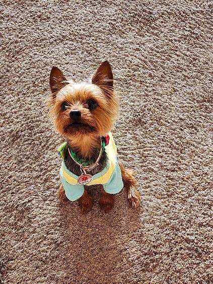 Cooper joined the competition — help win amazing prizes! carnivore, collar, companion_dog, dog, dog_breed, dog_clothes, dog_collar, dog_supply, fashion_accessory, fawn, grass, leash, pet_supply, small_terrier, snout, sporting_group, terrier, toy_dog, working_animal, yorkshire_terrier
