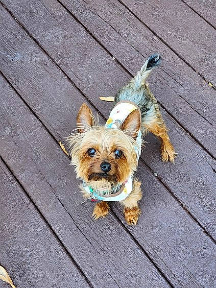Cooper is registered to the contest to win money with this photo: carnivore, collar, companion_dog, dog, dog_breed, dog_clothes, dog_collar, dog_supply, fawn, fur, leash, pet_supply, road_surface, small_terrier, snout, sporting_group, terrier, toy_dog, wood, working_animal