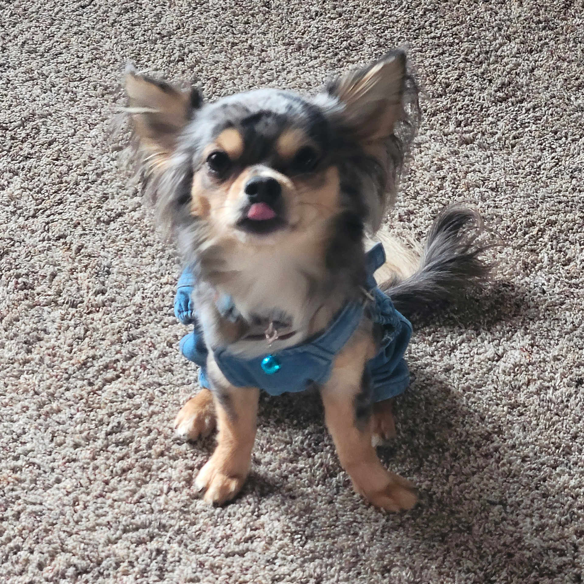 Rocky Jr joined the competition — help win amazing prizes! accessories, animal, bodypart, canine, chihuahua, cockerspaniel, dog, face, head, husky, leash, mouth, papillon, person, pet, photography, portrait, puppy, rock, strap