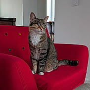 Chaussette a rejoint le concours — aidez-le/la à gagner de superbes lots ! cat, tabby_cat, red_sofa, sofa, living_room, indoor, pet, sitting, green_eyes, whiskers, tail, paws, armchair, cushion, window, houseplant, furniture, portrait, cozy, domestic