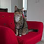 cat, tabby_cat, red_sofa, sofa, living_room, indoor, pet, sitting, green_eyes, whiskers, tail, paws, armchair, cushion, window, houseplant, furniture, portrait, cozy, domestic
