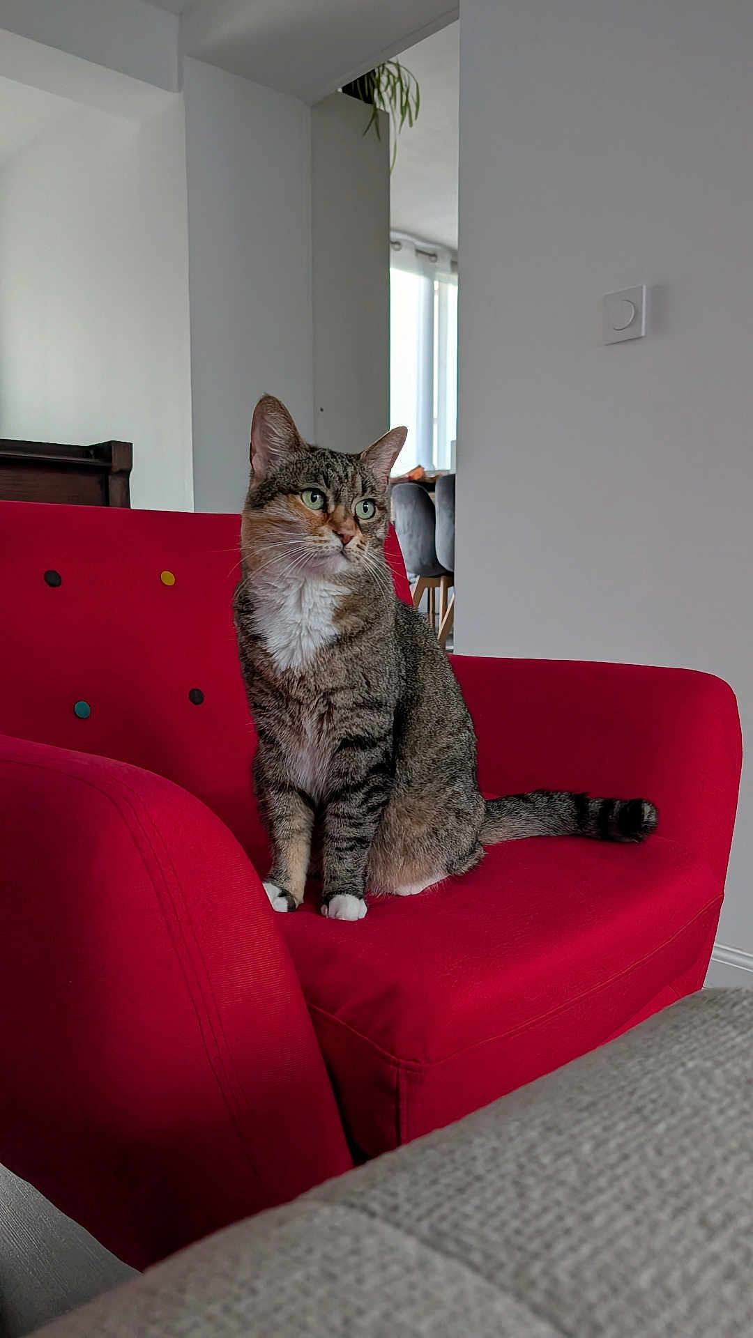Chaussette a rejoint le concours — aidez-le/la à gagner de superbes lots ! cat, tabby_cat, red_sofa, sofa, living_room, indoor, pet, sitting, green_eyes, whiskers, tail, paws, armchair, cushion, window, houseplant, furniture, portrait, cozy, domestic