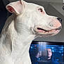 dog, white_dog, pet, indoor, television, screen, furniture, living_room, animal, canine, side_profile, ears, snout, fur, watching, household, domestic, companion, portrait, close_up